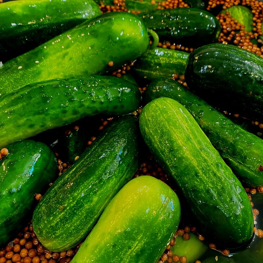 New Pickles – The Pickle Guys